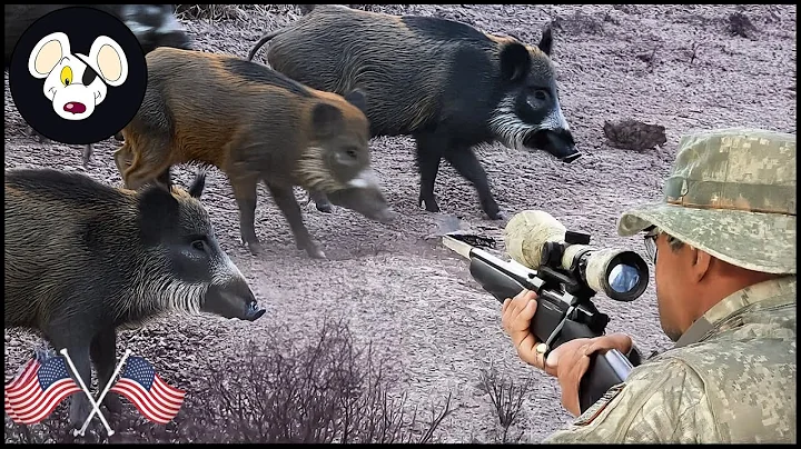 How Are American Farmers Dealing With The Millions Of Wild Boars That Are Ravaging Their Farms?