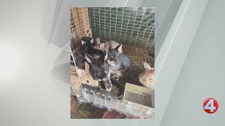 Two Lewiston residents facing multiple animal cruelty charges