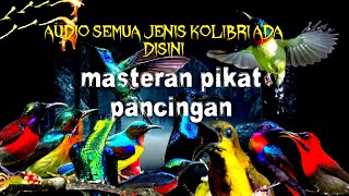 Suara Pikat Semua Jenis Burung Kolibri Ribut Sangat Efektif Untuk Pikat.