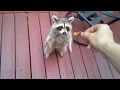 😯Trying to Feed a Raccoon, What Could Go Wrong?