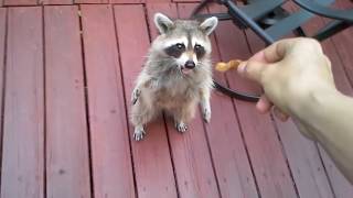 Trying to Feed a Raccoon, What Could Go Wrong?