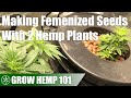 Attempting to Make Femenized Seeds with 2x Hemp Plants