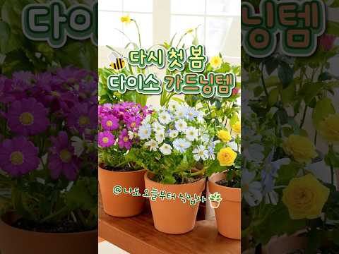 다이소와 맞이하는 다시 첫 봄🌱 가드닝템 3/2(월) 출시!💛 생화,다육이와 도기 화분, 데크타일, 태양광 조명등!🌼오늘부터 나도 식집사 #다이소#다이소신상#식물키우기#shorts