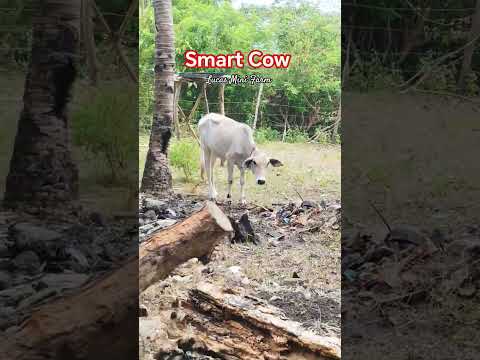 Smart Cow #shorts #cow