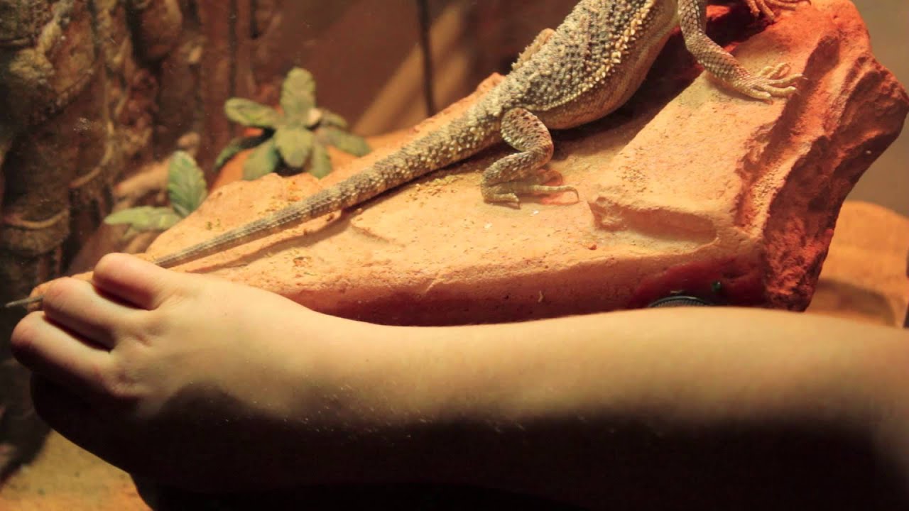 products of glycolysis Bearded Dragon Tank setup 2012 (HD)