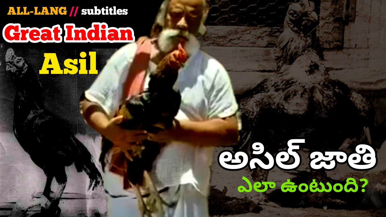 Characteristics and standards of Aseel breed || How to identify pure Aseel ?