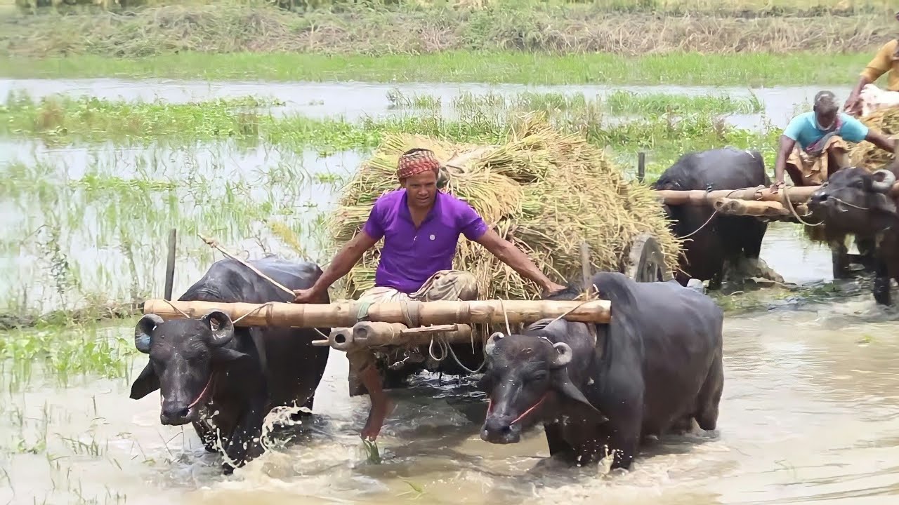 কাঁদা পানির মধ্যে ধান বোঝায় মহিষের গাড়ি কত কষ্ট করে চলাচল করে দেখুন | Buffalo cart Bangladesh