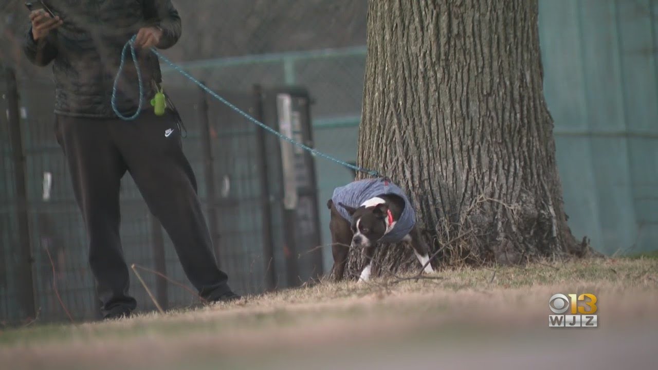 Local Veterinarians Warn Of Rise In Canine Flu Across Maryland DC Area Local veterinarians warn of rise in canine flu across maryland dc area