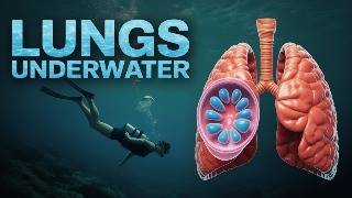 The Soft Drink Experiment That Explains Nitrogen Narcosis screenshot 4