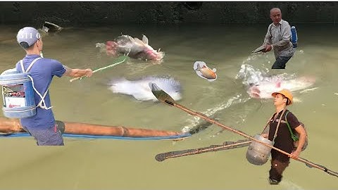 Kích Cá Chép, Cá Rô Phi Trong Ao Sen Nhiều Như Mưa Cá - Kích Cá 25d Chung Đội