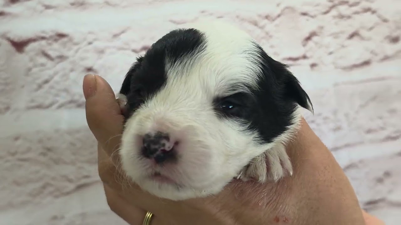 木彫動物⑅犬(ボーダーコリー)⑅インドネシア ボーダーコリー ♀D 260406生 260421撮影 - YouTube
