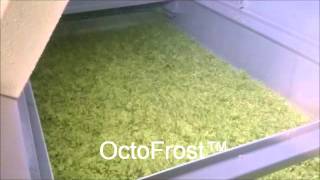OctoFrost™ frozen – IQF Vegetables: Diced Zucchini