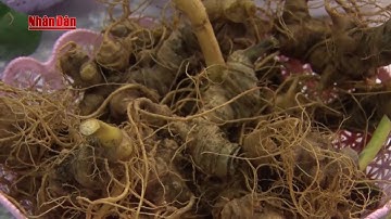 Quảng Nam tổ chức lễ hội sâm Ngọc Linh lần thứ II