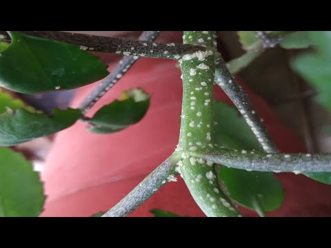 how-to-kill-scales-from-your-plants#-treatment-of-scales-disease-in-plants