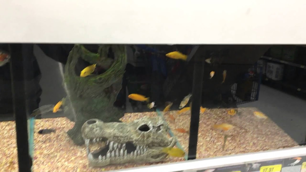 Walmart HEALTHY FISH YouTube