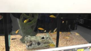 Walmart : HEALTHY FISH