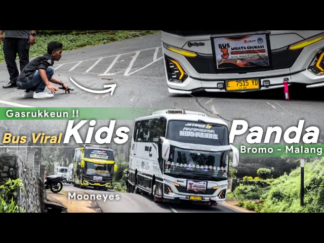 AGAK NGILUU !! PERDANA KIDS PANDA LEWAT JALUR INI ! | Konvoi 3 Unit Tunggal Jaya Bromo - Malang class=