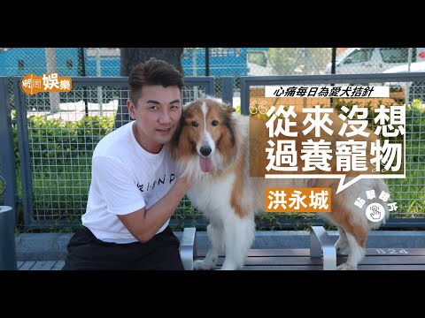 【寵物專訪】洪永城收養牧羊犬