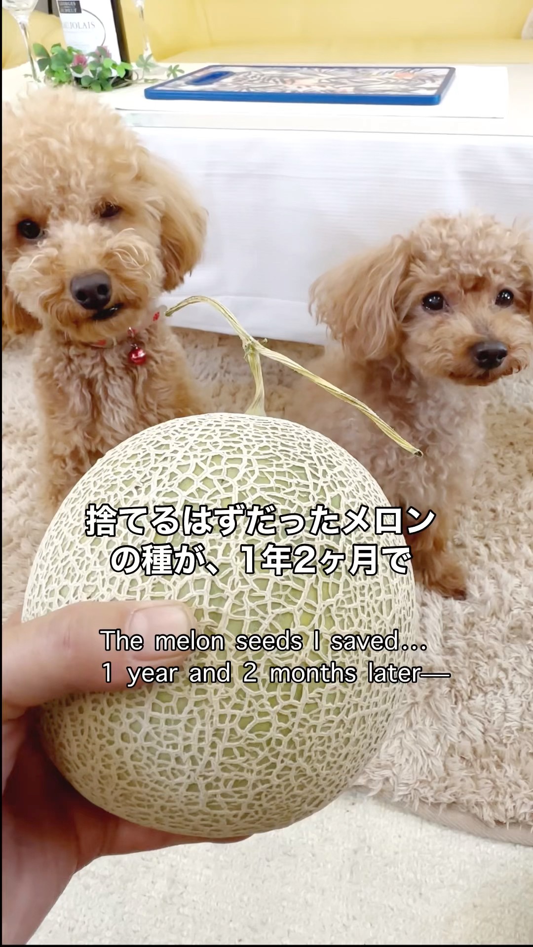 Verification What happened to the melon seeds that were meant to