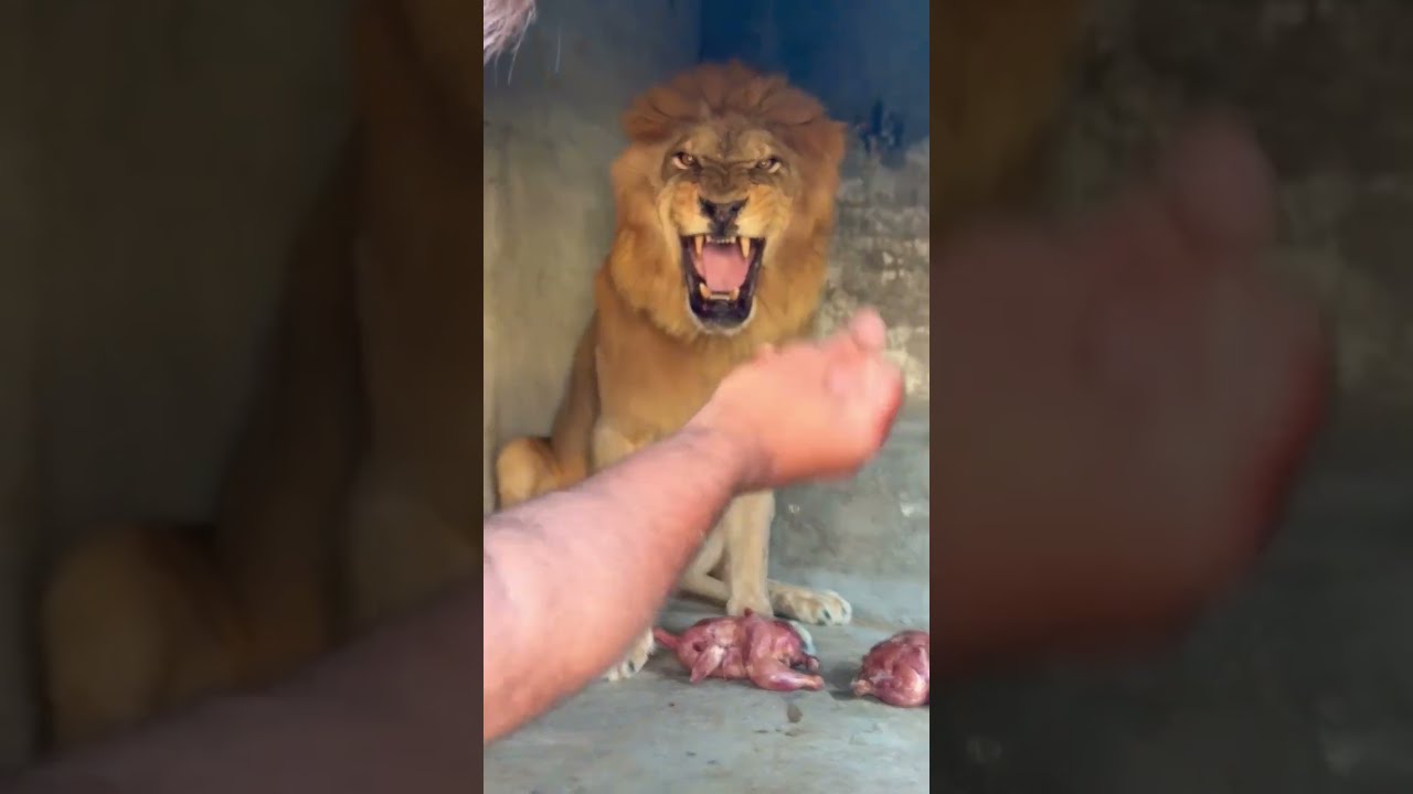 Food Time Lion 
