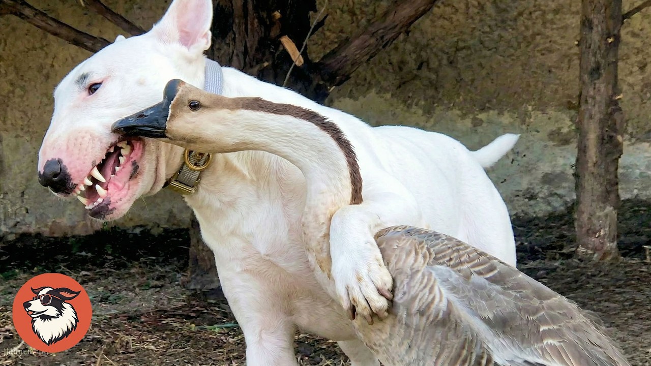 This Bull terrier and Goose are Best Friends