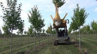 Dutchman Tree Spade 280i-25°