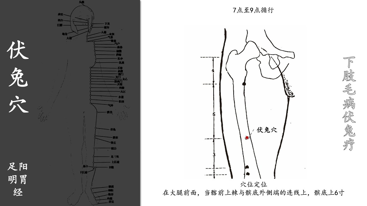 人体穴位063:伏兔:下肢毛病伏兔疗,用面刮法刮拭伏兔穴,以出痧为度,隔天1次,可治疗腰疼膝冷、下肢麻痹等病症 20211108.mp4 ...