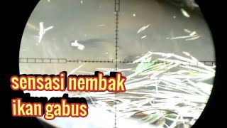 Nembak Ikan Gabus
