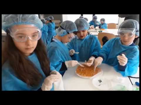 თემა \"ტვინის ელექტრო იმპულსი\" - პირველი კლასები