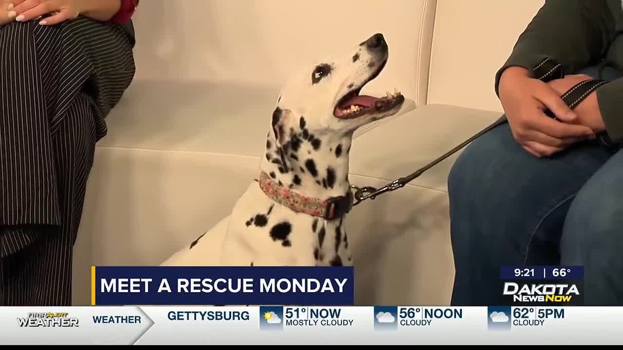 Meet a Rescue Monday: Pippen - YouTube