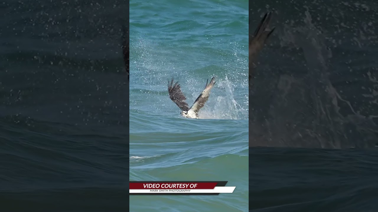 Amazing Osprey slams into the surf and flies away with a big fish. 