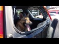 Firefighters rescue family dog from hot locked car, SAcramento