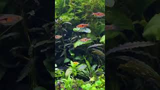 #аквариумистика #aquarium #наноаквариум #креветочник #fishtank #ledzeppelin