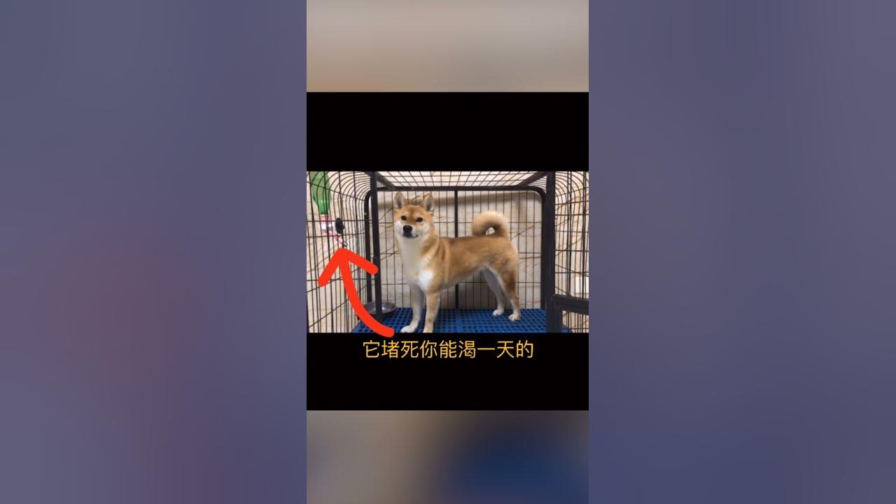 You can you up no can no bb shorts youtube