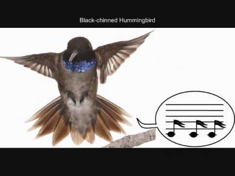 These hummingbirds make songs with their tail feathers to flirt