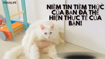 Niềm tin tiềm thức của bạn đã thể hiện thực tế của bạn! Biểu hiện - Luật hấp dẫn - Chánh niệm