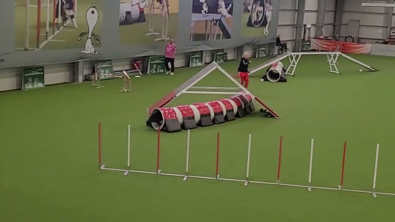 Turnier Riedstadt, 19 10 2025, Beegy, A3, 0 Fehler mit fast Verweigerung, Platz 2,