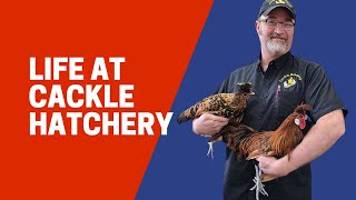 Transferring hatching eggs from the incubator into a Hatcher | Cackle Hatchery