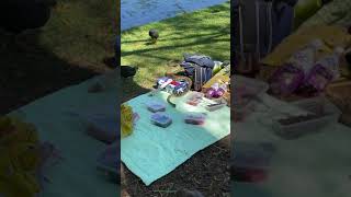 Carpet Python Gatecrashes Picnic in Brisbane, Queensland