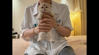 Split into two!! #Mancan Dwarf #Minut Dwarf Cat #Fuzhou Cattery #Cat Buying Recommendation