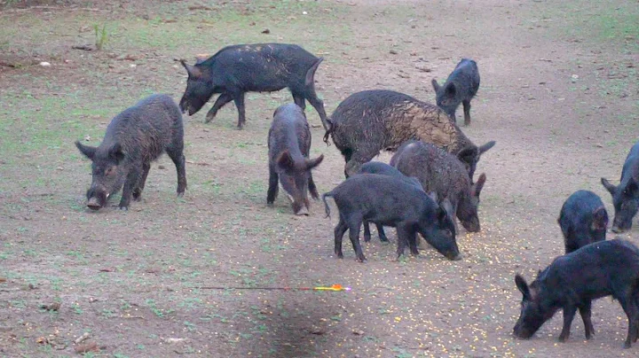 BOW AND ARROW HUNTING BIG BOAR HOG!!