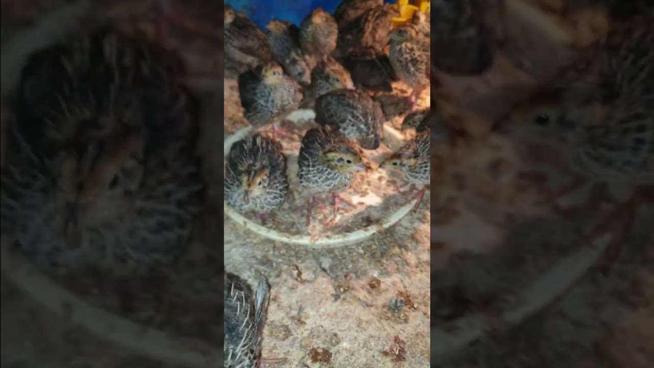 هةويردةي 10 رؤژي بزانة ج بيويستة لؤيان بكري باشة؟