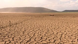 Cattle dying in South Africa as drought deepens