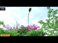 💕💖Sweet ❣️ WhatsApp video