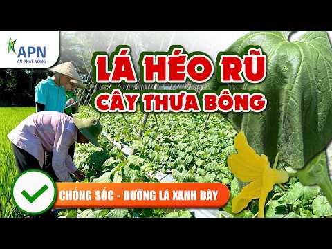 APN - KHẮC PHỤC DƯA LEO BỊ HÉO RŨ LÁ, THƯA BÔNG DO DƯ ĐẠM