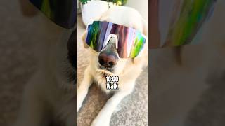 Day in the life of my golden retriever #cuteanimals #goldenretreivers #puppygram