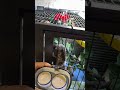 #animals #exotic #marmoset #monkey #marmosetmonkey #marmosets #обезьяна #reccomended #pets