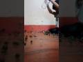 A satisfying videos||By Cute Kid||#reverse #asmr #satisfying