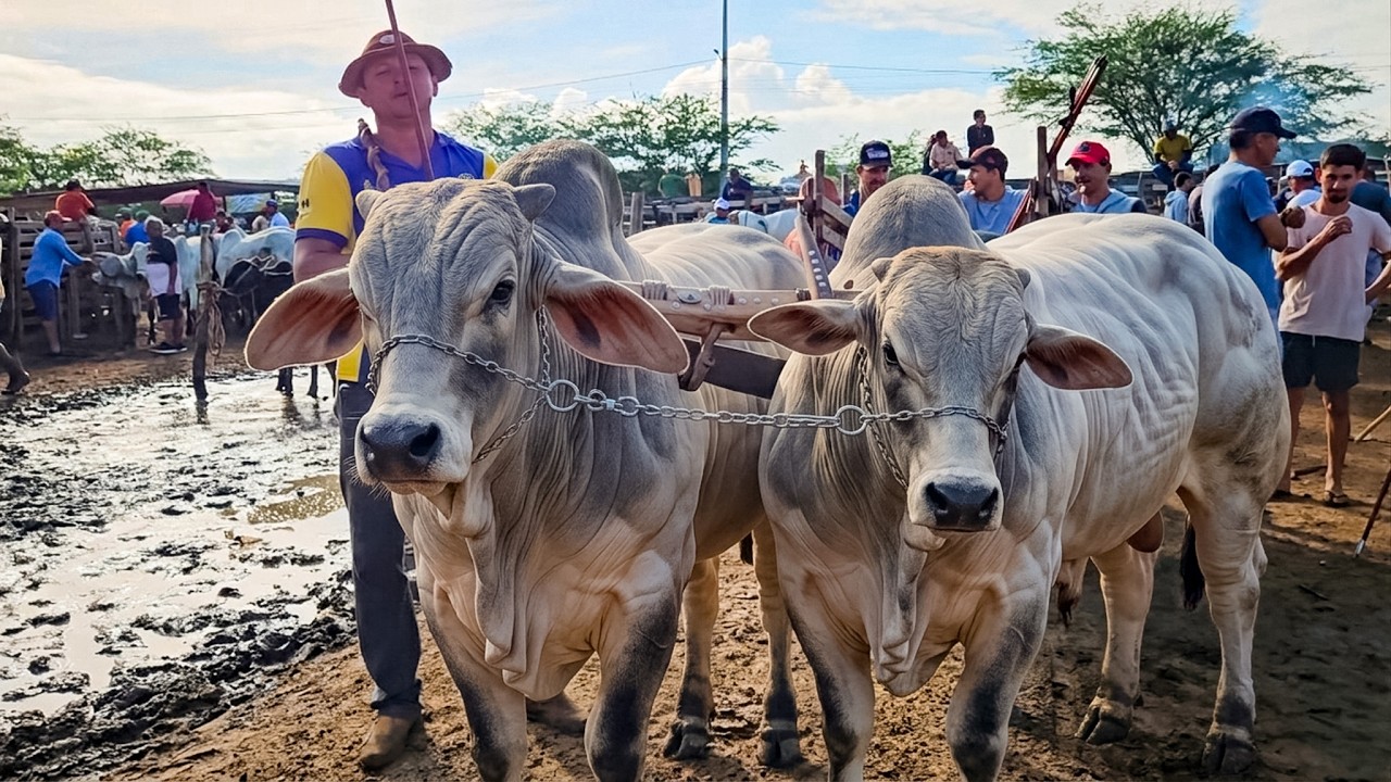 FEIRA DO GADO EM CACHOEIRINHA-PE É DESTAQUE NO BRASIL (05-03-2026) #nordeste