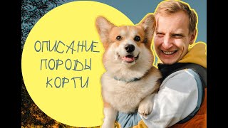 Описание породы Корги. Кинолог Павел Полижаевский.